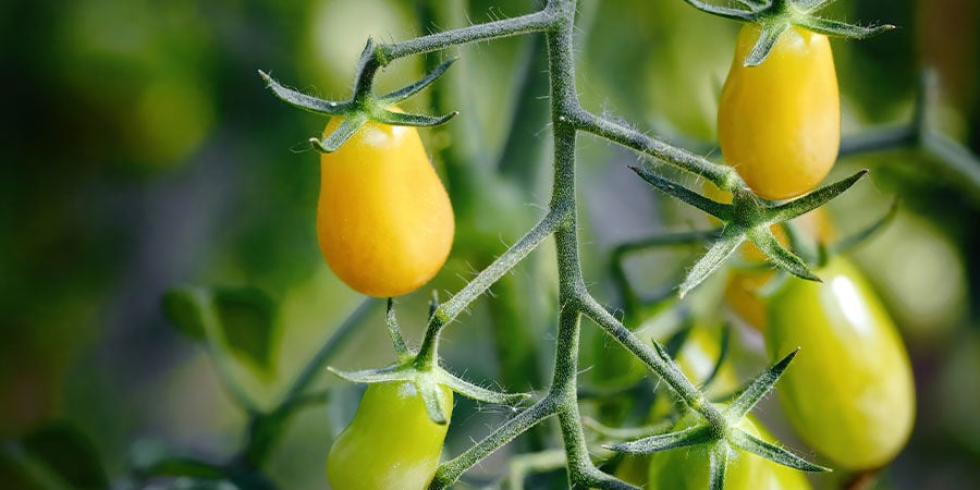 Tomate Cherry Pera Amarillo