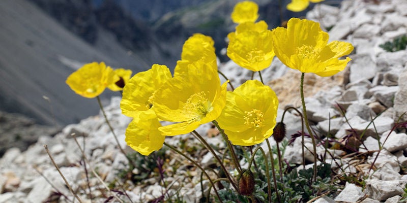 Amapola Alpina (Papaver Alpinum)