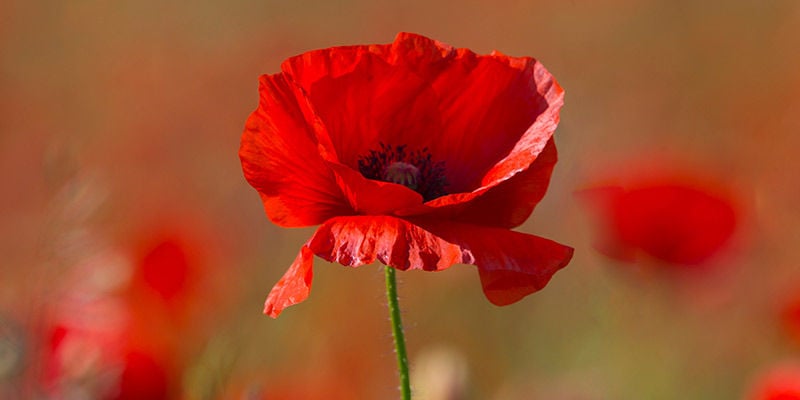 Amapola De Maíz (Papaver Rhoeas)