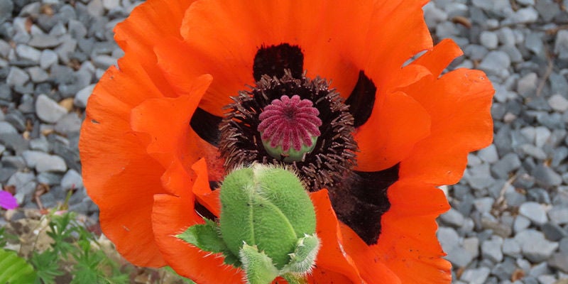 Amapola Iraní (Papaver Bracteatum)