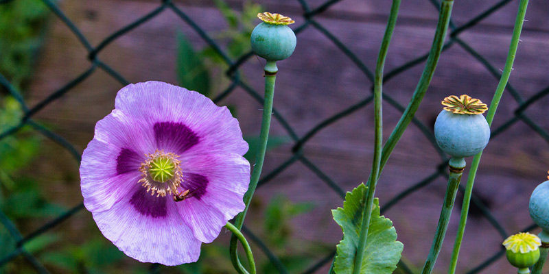 Adormidera Real (Papaver Somniferum)