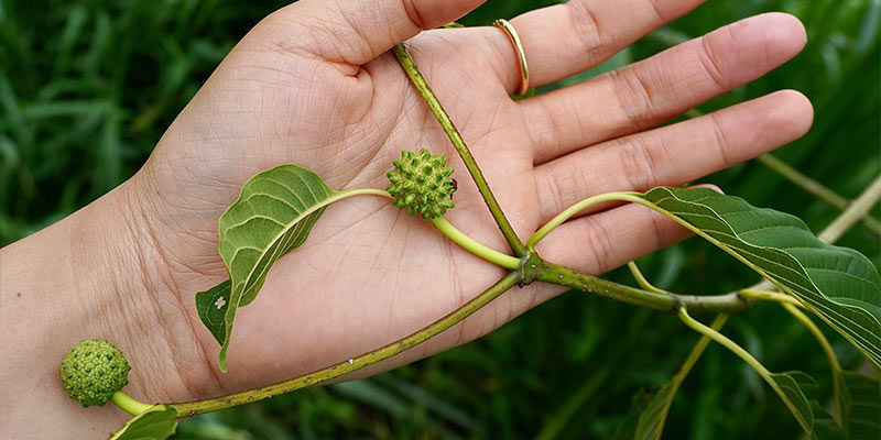 Historia Del Kratom