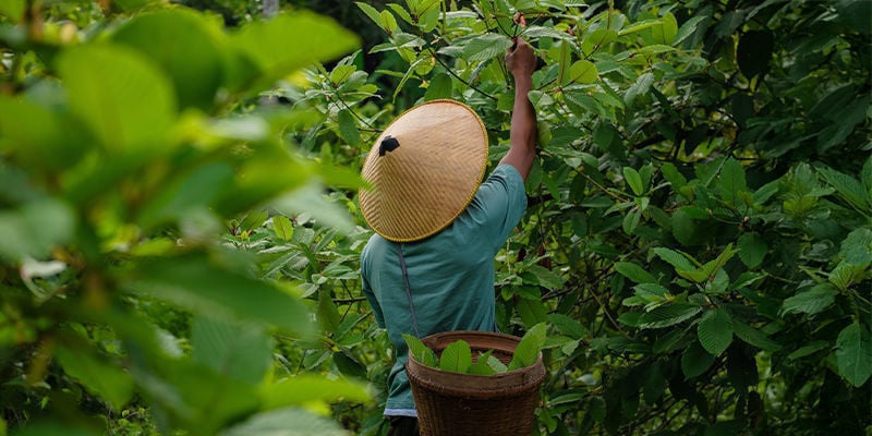 Historia del kratom