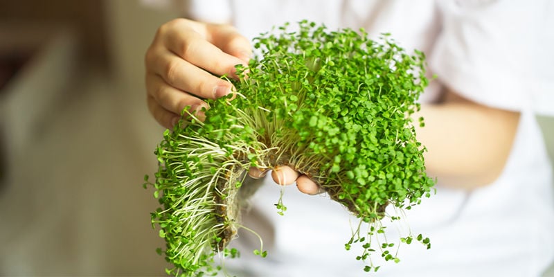 ¿Pueden los microgreens madurar por completo?