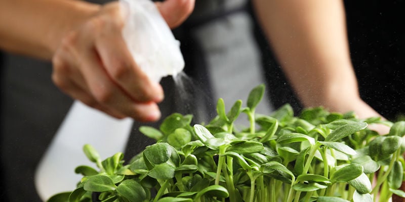 Cómo cultivar microgreens en casa