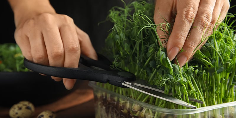 Cómo cosechar los microgreens