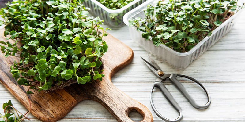 Microgreens: plántulas muy beneficiosas