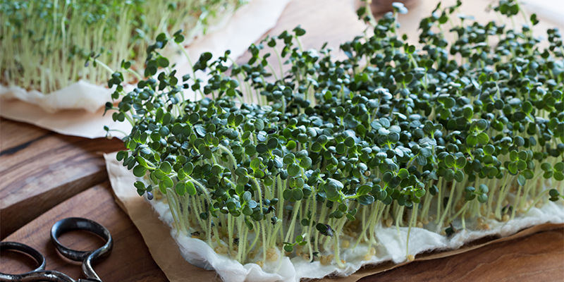 ¿Qué son los microgreens?