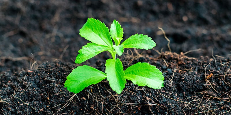 Cómo Cultivar Estevia