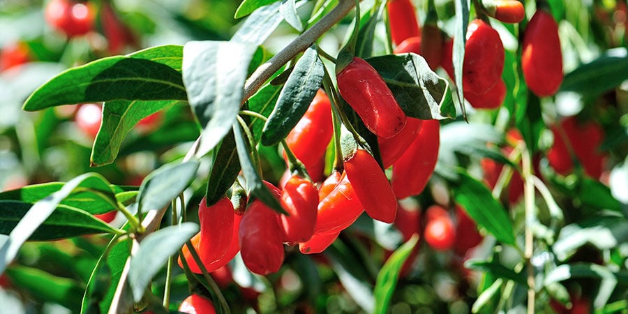 Bayas De Goji