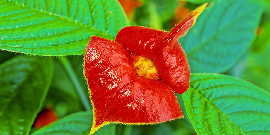 Flor Del Beso/Labios De Mujer/Psychotria Elata