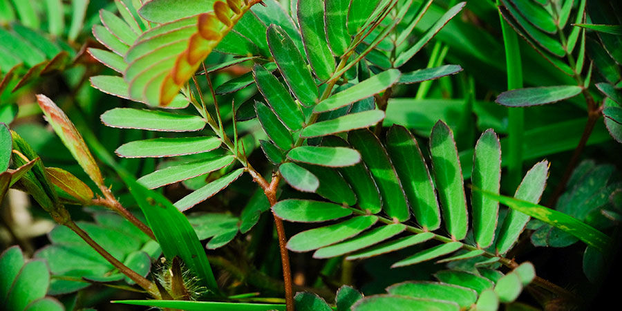 Mimosa Pudica