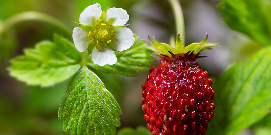 Fragaria Vesca