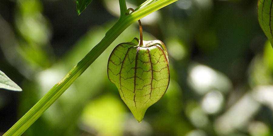 Physalis Ixocarpa O Tomatillo