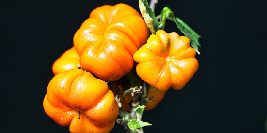 Solanum Aethiopicum/Berenjena Etíope