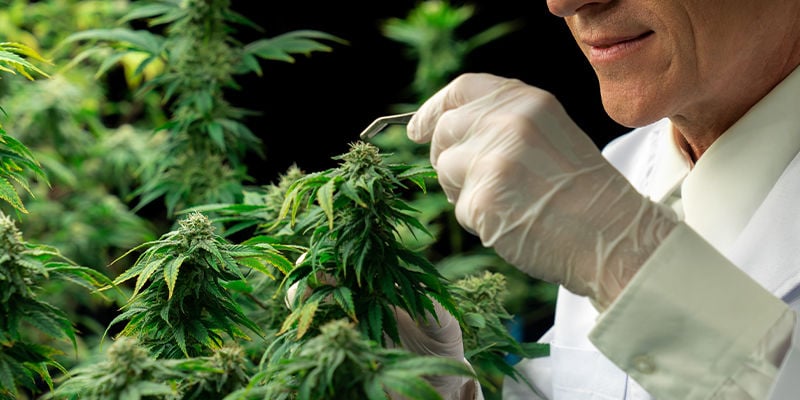 Cómo Tratar El HpLV En Plantas De Marihuana