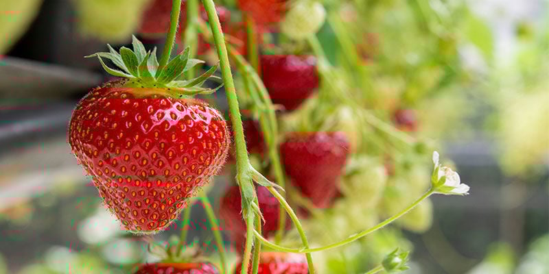 Fresas