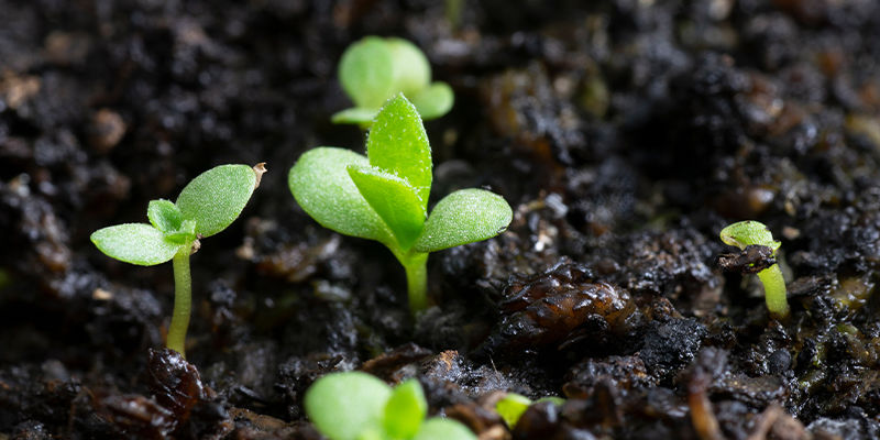 Cómo Cultivar Estragón Mexicano