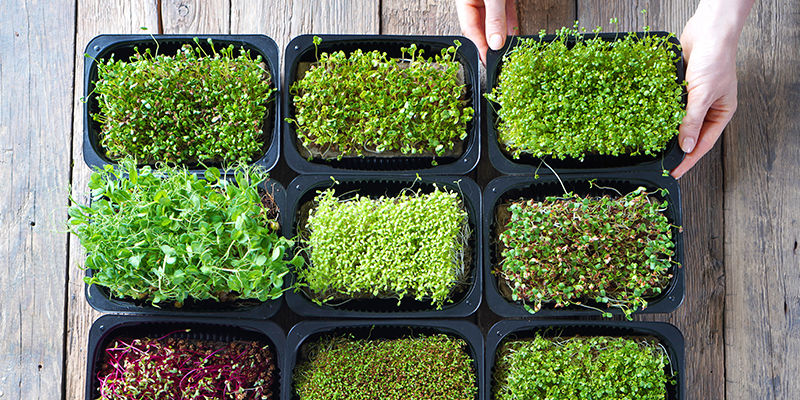 ¿Son Los Microgreens Lo Mismo Que Los Brotes?