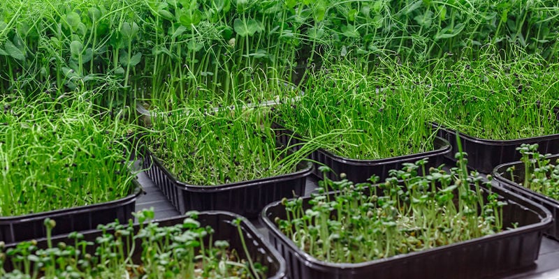 Microgreens Y Brotes