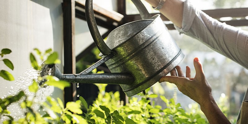 Cuidado de las plantas