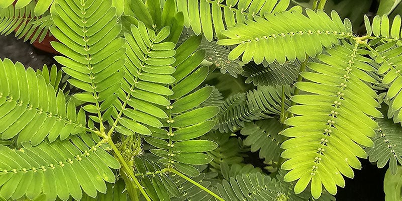 Mimosa Pudica