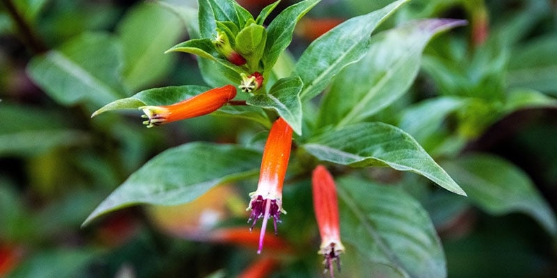 Planta Del Cigarro