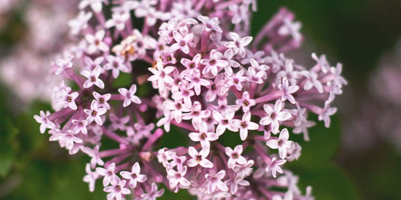 Valeriana