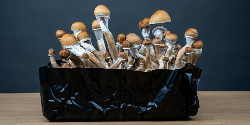 Saca el máximo partido a tu micelio con un monotub
