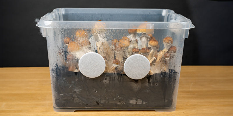 ¿Qué es un monotub?