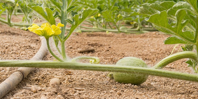 Cómo cuidar de las plantas de melón