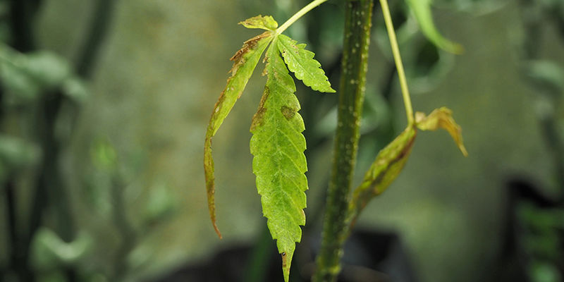 Inconvenientes De Las Luces De Cultivo LEC