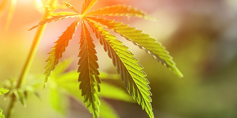 El cannabis bate récords en todo el mundo