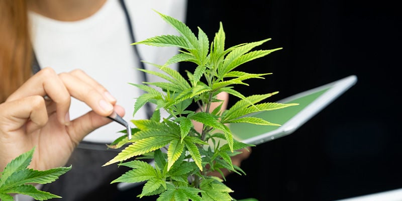 ¿Qué próximo récord batirá el sector del cannabis?