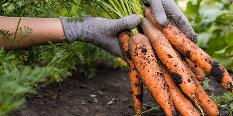 Zanahorias