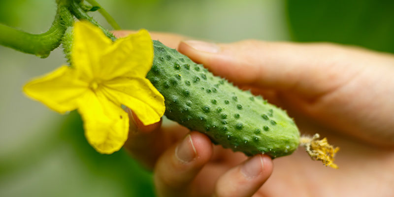 Pepino