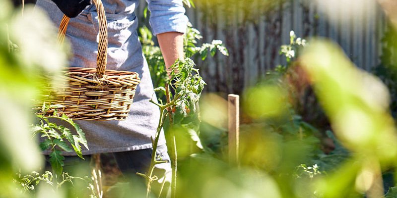 ¿Por Qué Cultivar Frutas Y Verduras En Ambientes Cálidos?