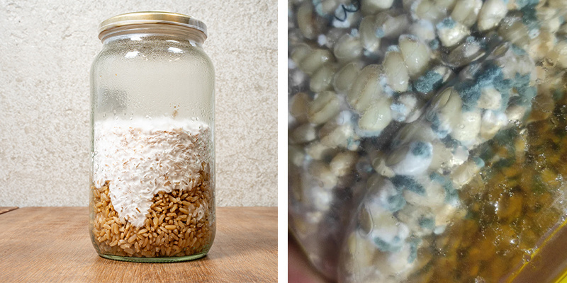 Cómo diferenciar un cultivo líquido saludable de otro contaminado