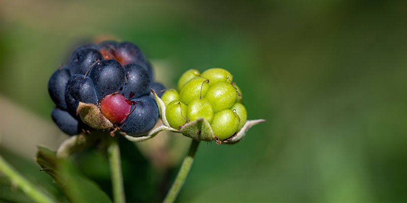 Moras