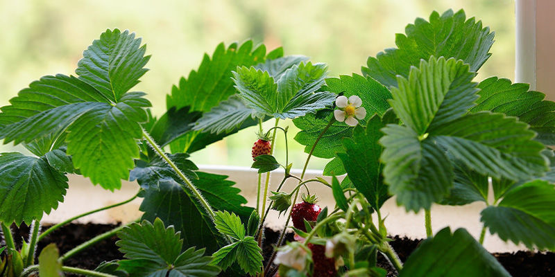 ¿Por qué cultivar frutas en interior?