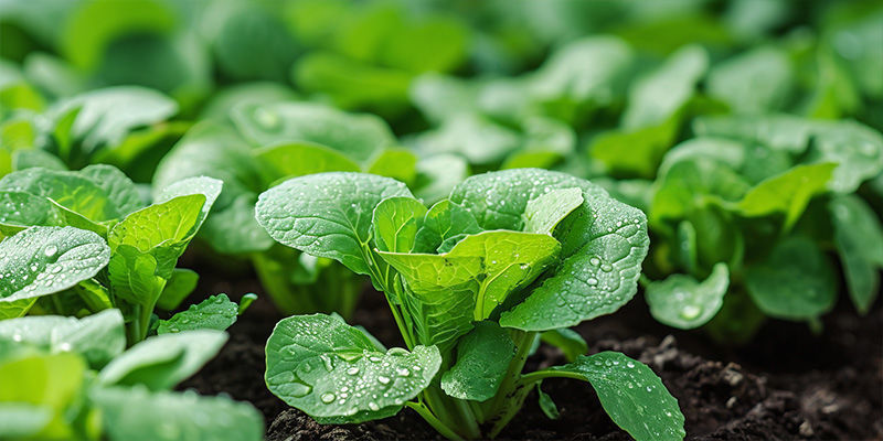 ¿Son fáciles de cultivar las verduras de hoja verde?