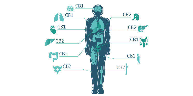 Interacción Con El Sistema Endocannabinoide