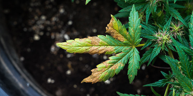 ¿Qué Aspecto Tienen Las Quemaduras Por Viento En La Marihuana?