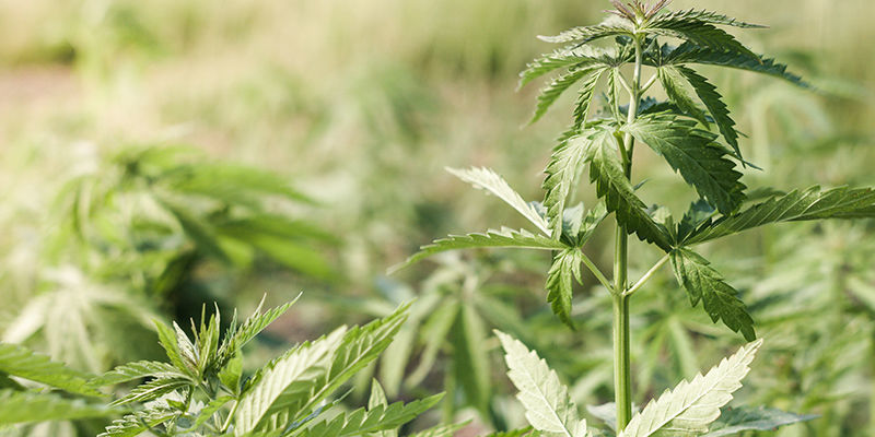 ¿Qué Son Las Quemaduras Por Viento En El Cannabis?