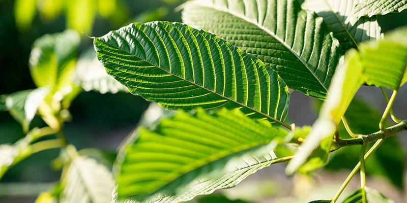 ¿Producen Efectos Diferentes Los Distintos Tipos De Kratom?