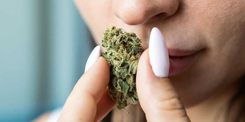 ¿Cuáles Son Las Cualidades De Una Buena Marihuana?