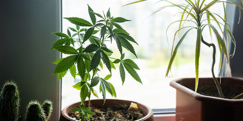 ¿Por Qué Cultivar Marihuana Junto A Una Ventana?