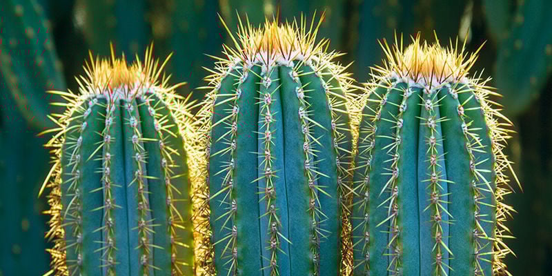 Mantén Sano Tu Cactus San Pedro