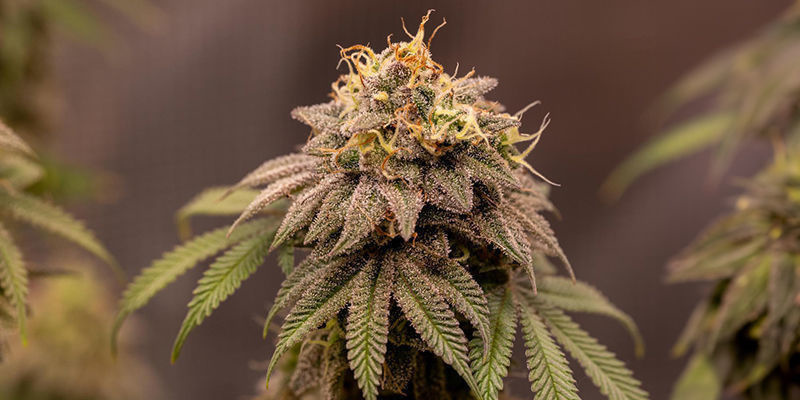 Las Mejores Variedades Para Cultivar En California