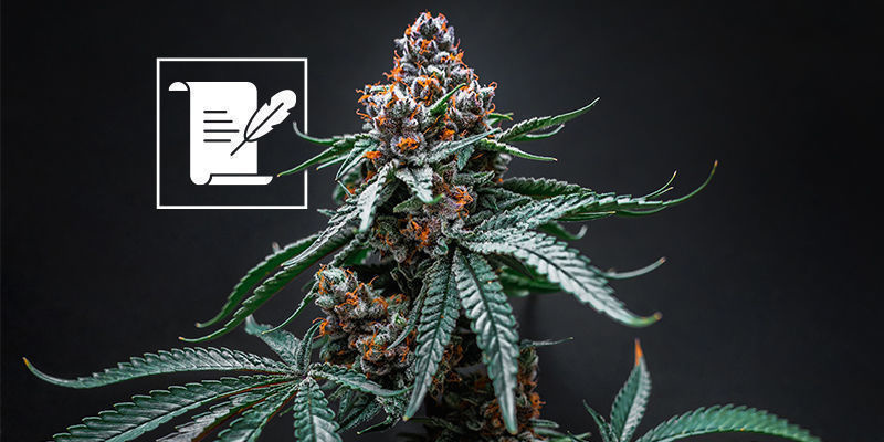 Qué esperar de un museo del cannabis